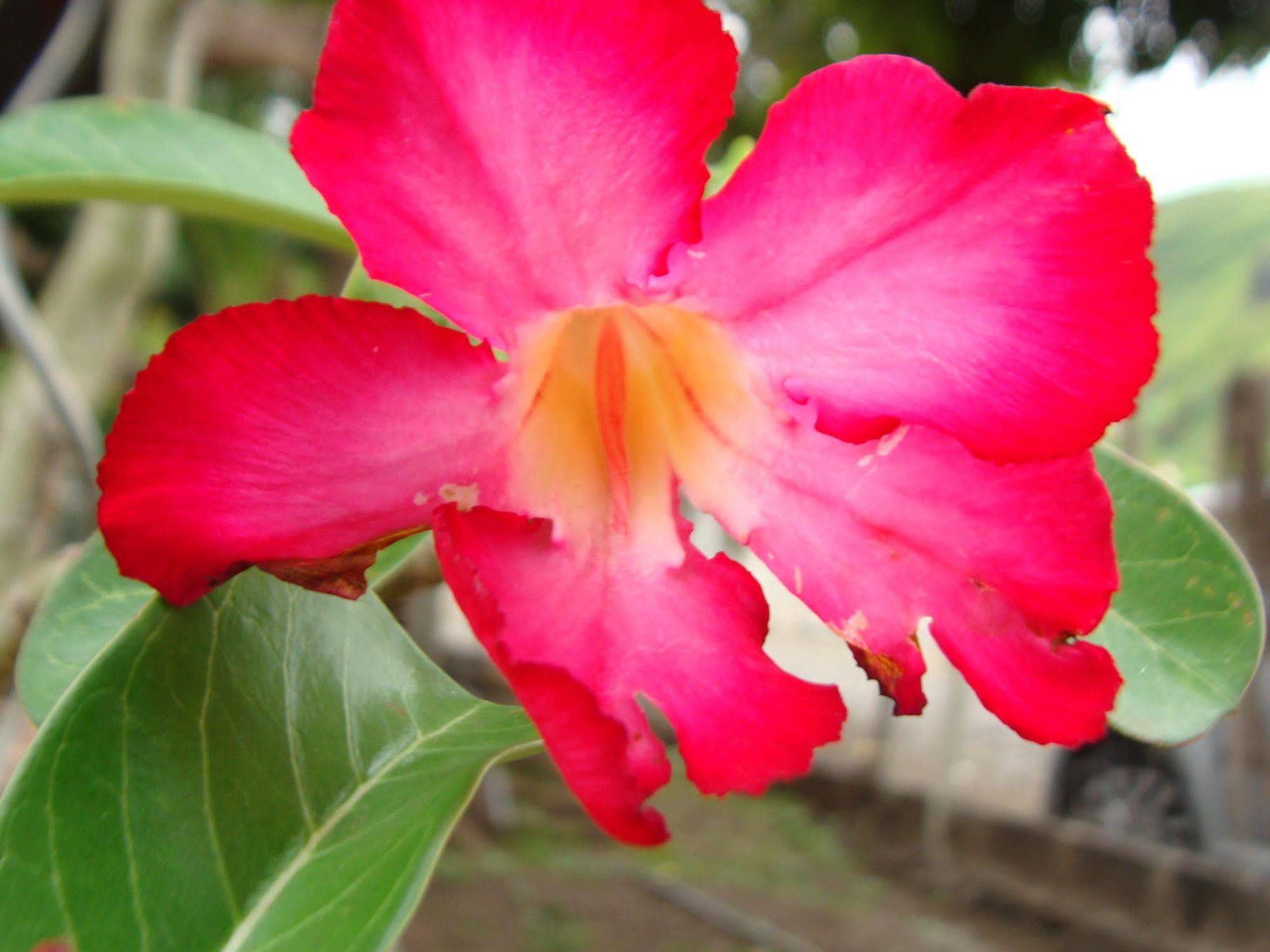 Pension Te Miti - Plage-Beach 200M - Mahana Parc & Vaiava Beach Pk18 - B&B Chambres Ou Dortoir Punaauia  Екстер'єр фото